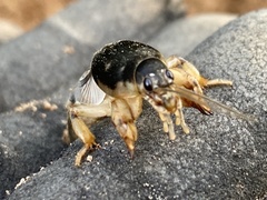 Neoscapteriscus borellii