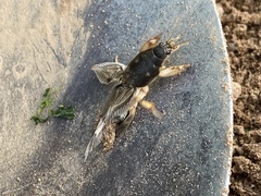 Neoscapteriscus borellii