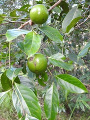 Endiandra globosa