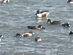 Spatula clypeata × cyanoptera