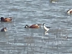 Spatula clypeata × cyanoptera