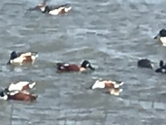 Spatula clypeata × cyanoptera