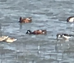 Spatula clypeata × cyanoptera