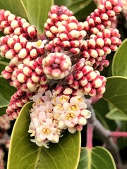 Rhus ovata