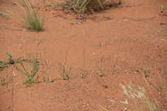 Paraneurachne muelleri