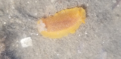 Doriopsilla albopunctata