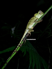 Gonocephalus kuhlii