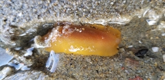 Doriopsilla albopunctata