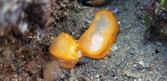 Doriopsilla albopunctata