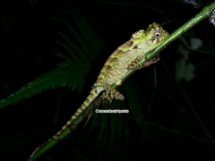 Gonocephalus kuhlii