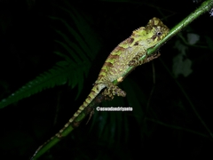 Gonocephalus kuhlii