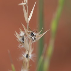 Monachather paradoxus