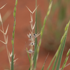 Monachather paradoxus