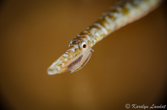 Stigmatopora narinosa