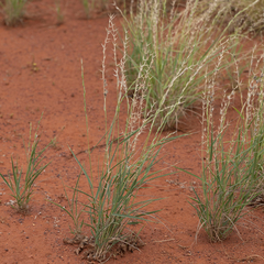 Monachather paradoxus