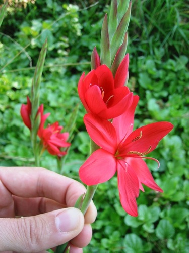 Hesperantha coccinea