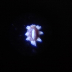 Ceroplastes cirripediformis