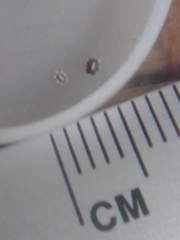 Ceroplastes cirripediformis