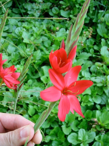 Hesperantha coccinea