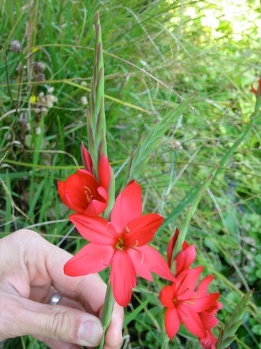Hesperantha coccinea