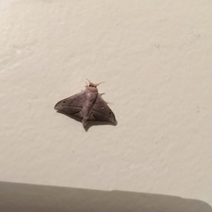 Lepidoptera
