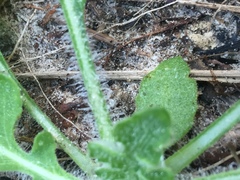 Engelmannia peristenia