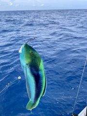 Halichoeres cyanocephalus