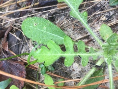 Engelmannia peristenia