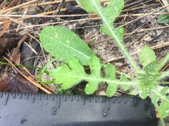 Engelmannia peristenia