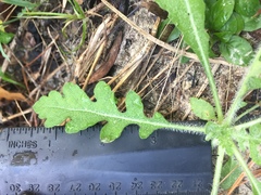 Engelmannia peristenia