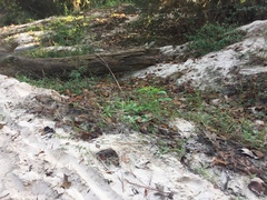 Engelmannia peristenia