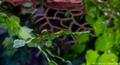 Solenostomus halimeda