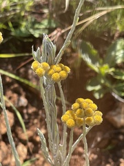 Helichrysum psilolepis