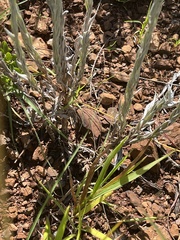 Helichrysum psilolepis