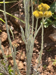 Helichrysum psilolepis