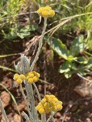 Helichrysum psilolepis