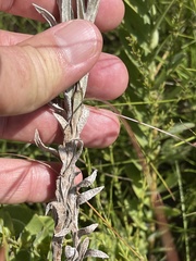 Helichrysum psilolepis