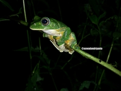 Rhacophorus reinwardtii