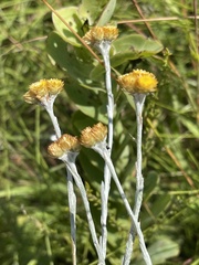 Helichrysum psilolepis