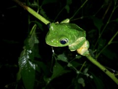 Rhacophorus reinwardtii