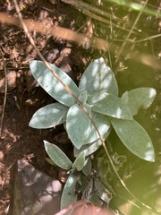 Helichrysum psilolepis