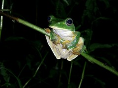 Rhacophorus reinwardtii