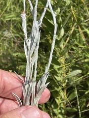 Helichrysum psilolepis