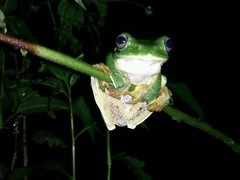 Rhacophorus reinwardtii