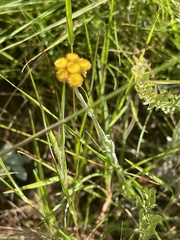 Helichrysum psilolepis