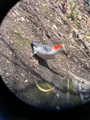 Melanerpes carolinus
