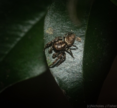 Paraphilaeus daemeli