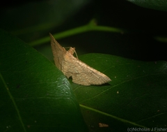 Addaea subtessellata
