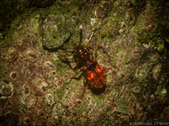 Apteropilo humerofuscus