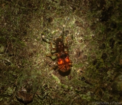 Apteropilo humerofuscus